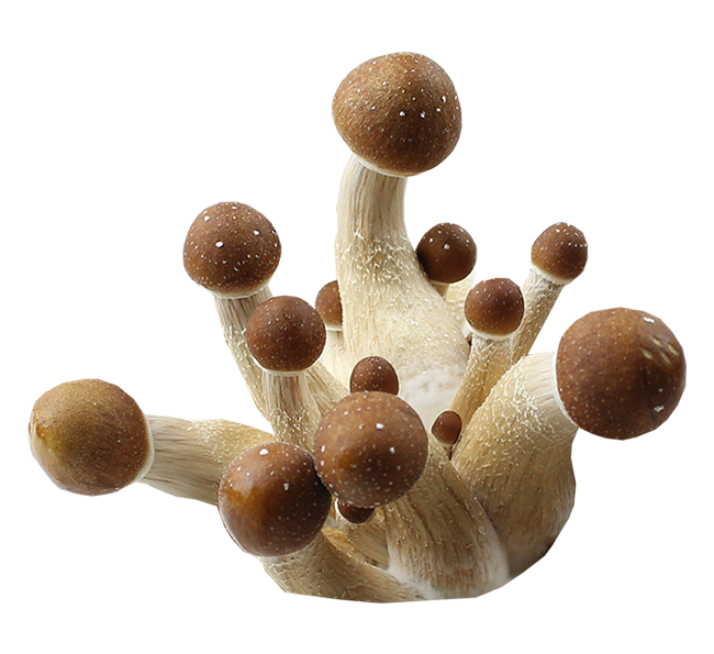 Psilocybe Cubensis Brazil Spores Print